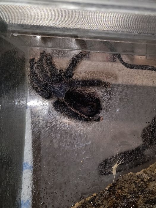 Pająk ptasznik Avicularia juruensis (ex. Peru purple) L1
