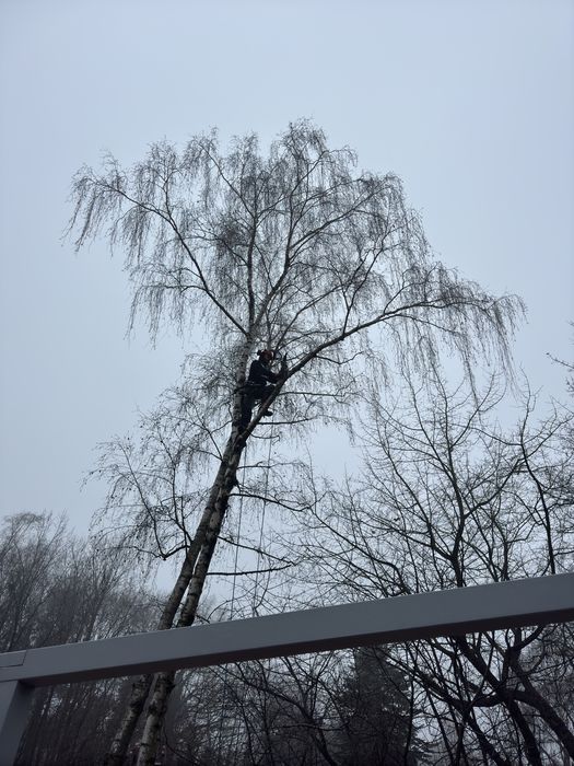 Wycinka Drzew,Alpinistyczna,Karczowanie,WyrywanieKorzeni ,Mulczer !!!