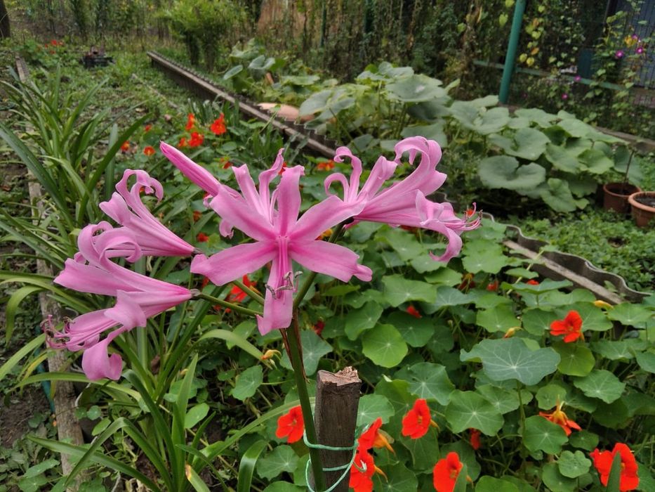 Цибулини Неріне Боудена