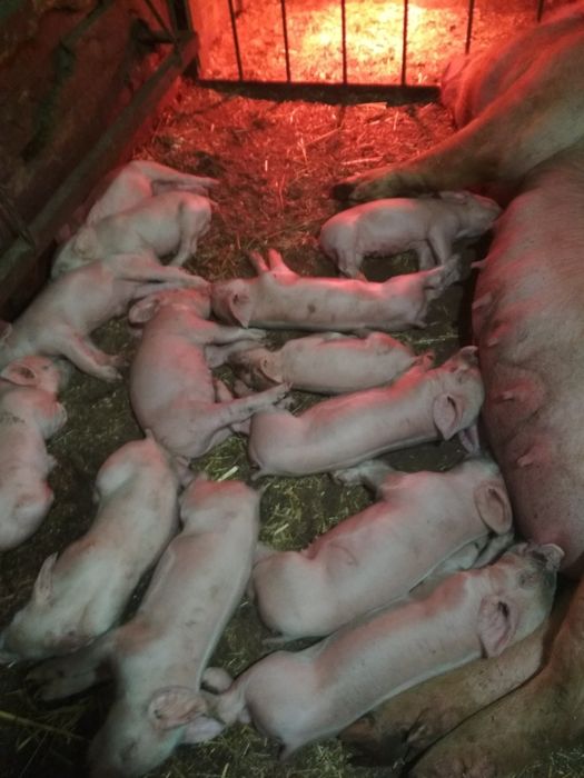 Продам маленькі поросята