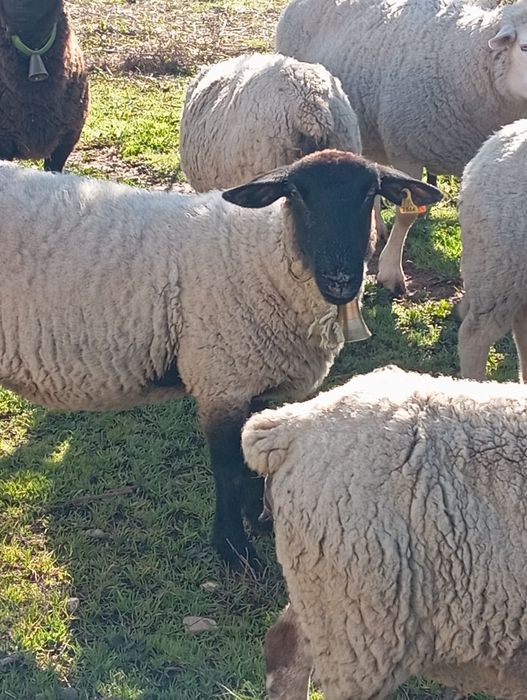 Três ovelhas para venda