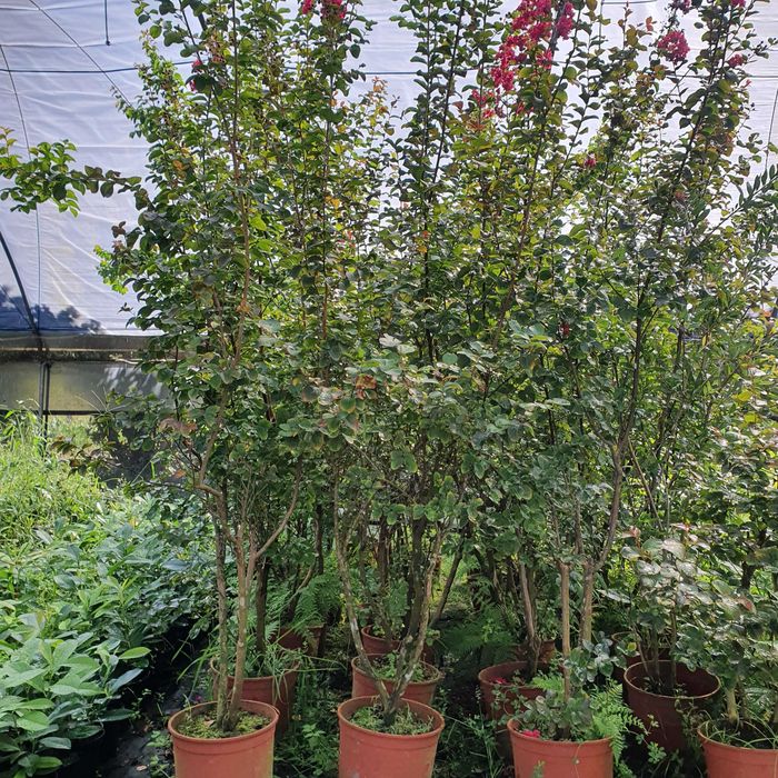 Árvores / Pendulas / Araucarias