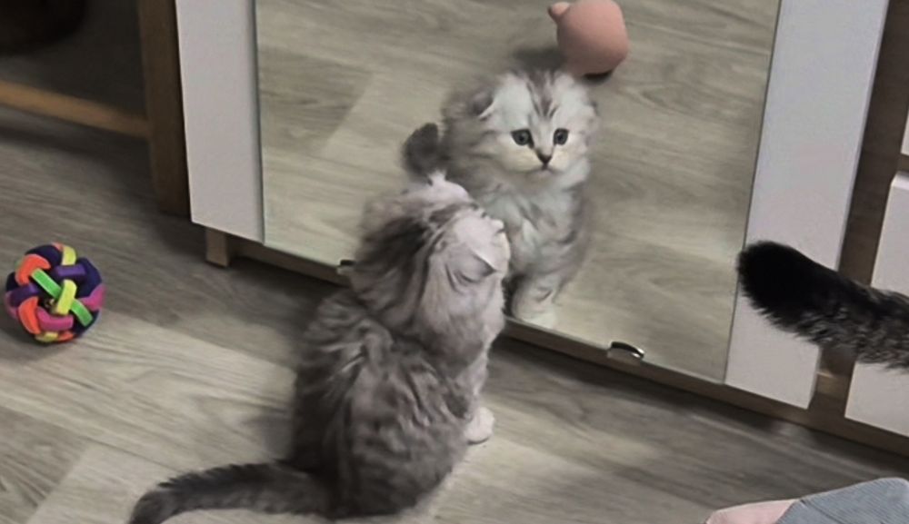 Прямоухие и вислоухие шотландские котята, мальчик и девочки