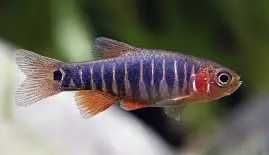 Danio erythromicron-Razbora erythromicron. Cetarius