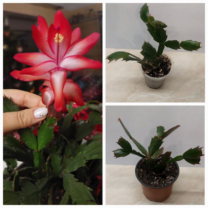 Різдвяники шлюмбергера вкорінені