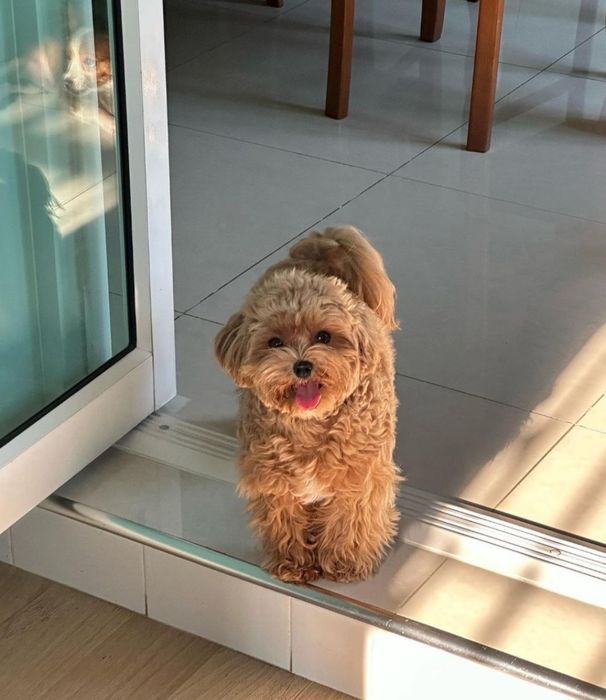 Мальтипу,мини ,супермини. Азия