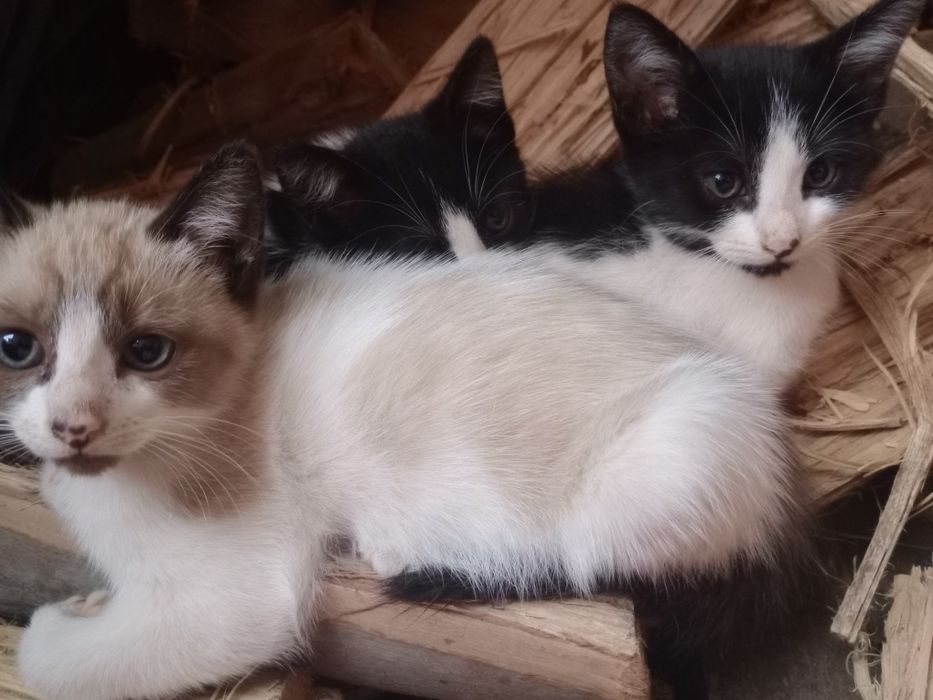Dá-se gatinhos bebés