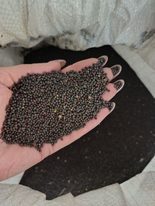 продам насіння ріпаку