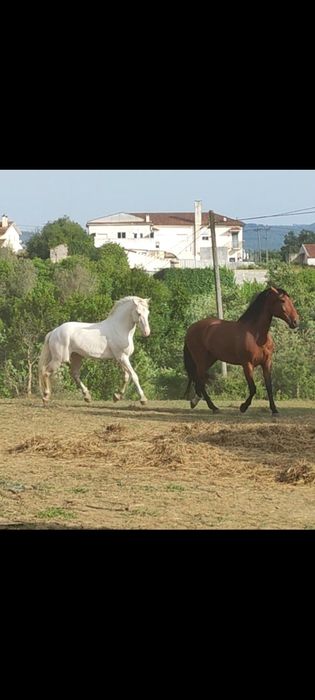 Garanhao lusitano pontuado
