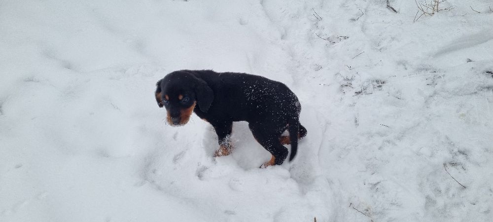 Карпатська гонча