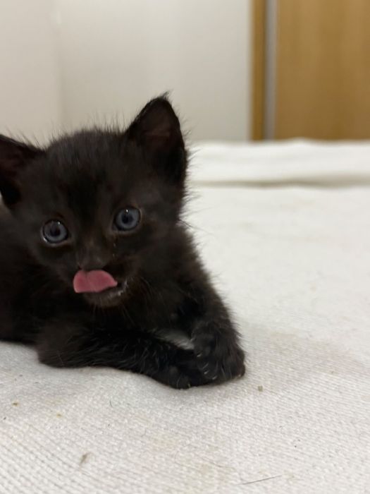 Gatinhos para adoção responsável