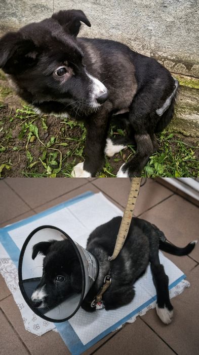 Песик компаньйон в добрі руки