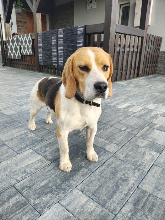 Beagle oddam w dobre ręce