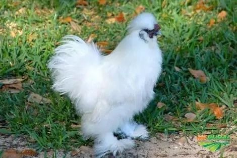 Ovos de galinha de várias raças.