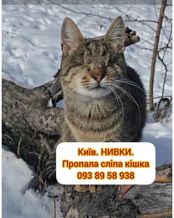 Пропала Слепая кошка Шевченковский район,Нивки,Возможно и ТРОЕЩИНА КИ