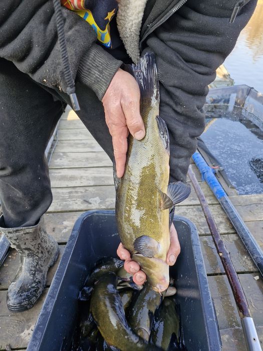 Narybek i kroczek karpia