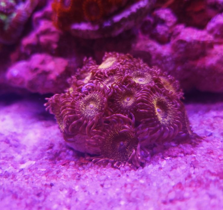 Fairy Dust Zoanthus
 fairy