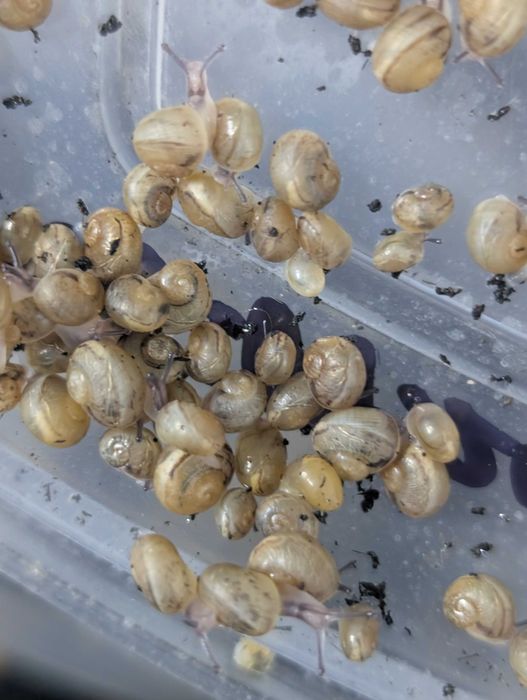Helix Aspersa Muller мальок равликів (Fastsnailfarm)