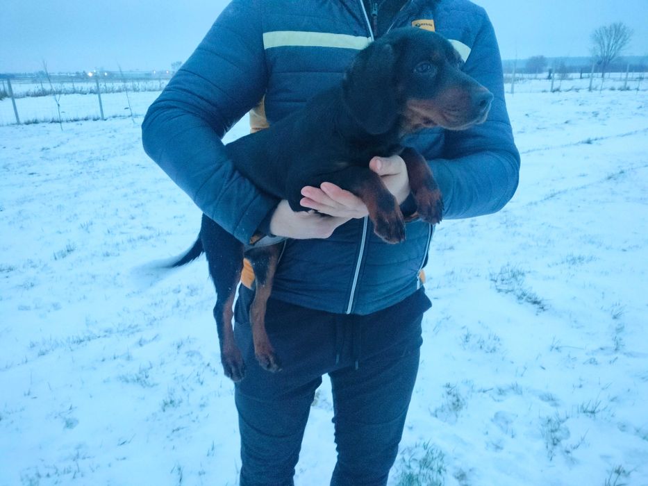 Gończy Słowacki Kopov ZKwP Fci