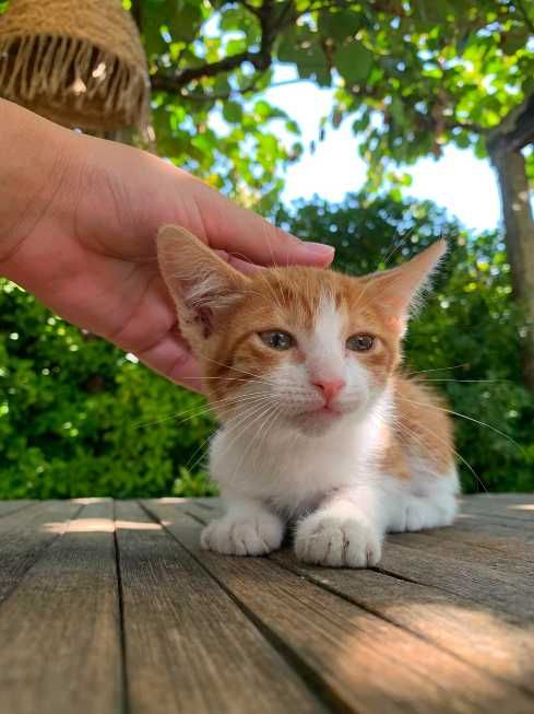 gato amarelo 2 meses