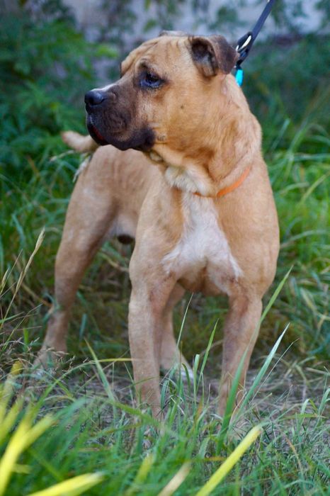 Łagodny i grzeczny amstaff Carlos szuka domu