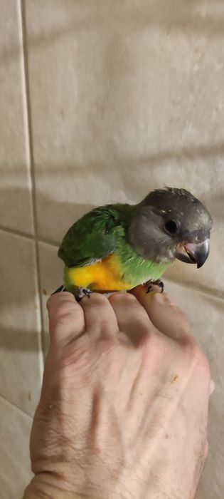 Papagaio do Senegal