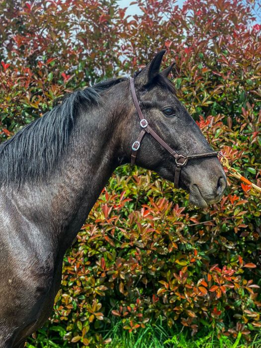 EGUA puro sangue lusitano