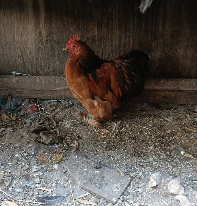 Galos Pekin Várias Cores