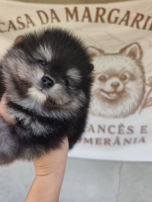 Spitz anão macho
