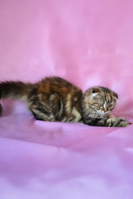 Шотландська хайленд красуня