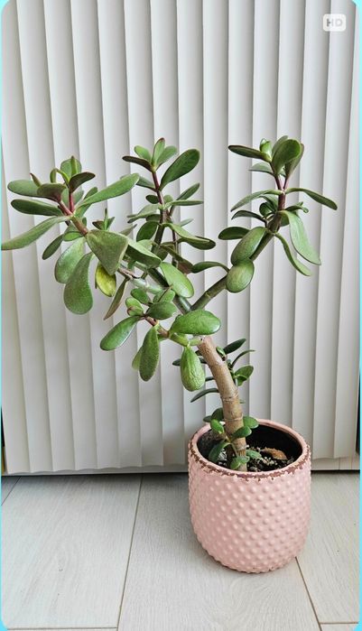 Grubosz. Drzewko szczęścia