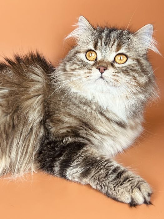 Хорошенькая шотландская кошечка.