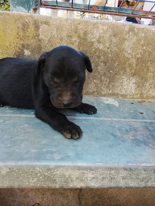 Cachorrinhos para adoção