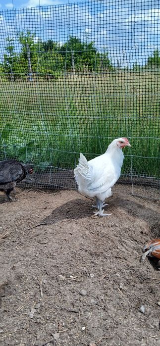 Kogutki Marans "srebrna szyja", Australorp  splash, niebieski, biały