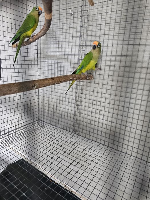 Aratingas aureas
