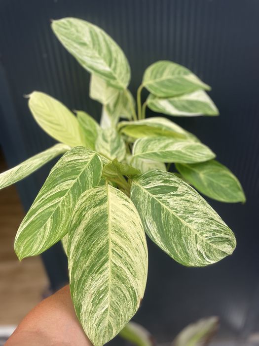 Stromanthe 'Charlie
