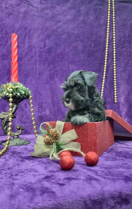 Цуценята цвергшнауцера