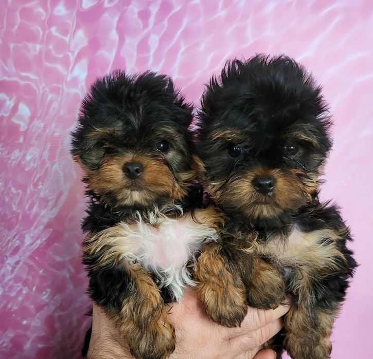 Самые красивые минички