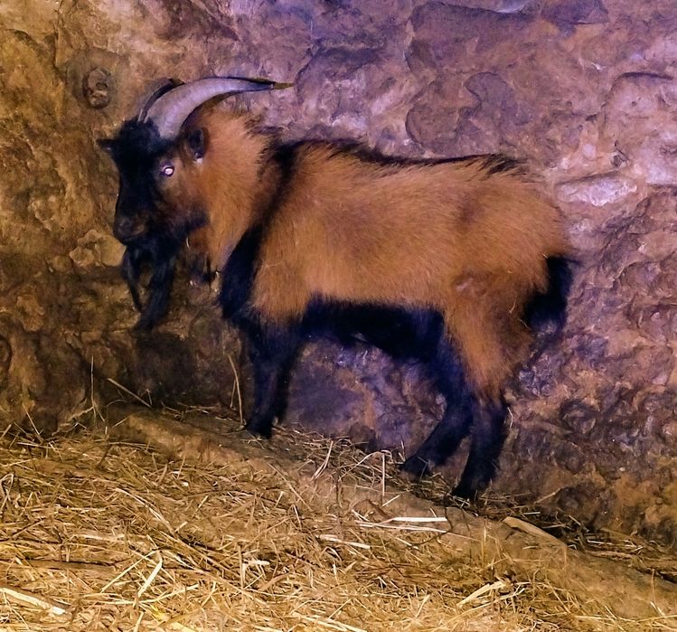 Chibo macho raça anão