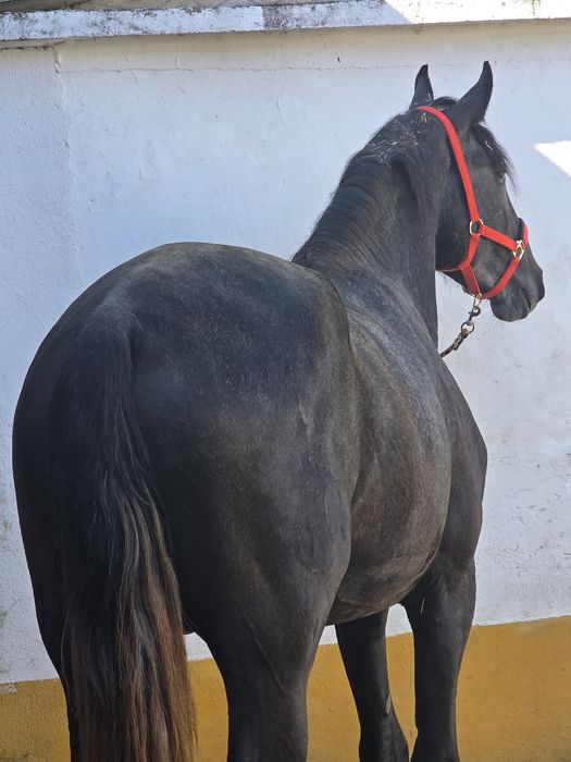 Puro Sangue Lusitano