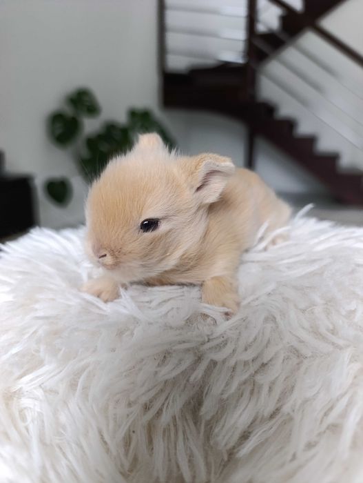 Mini lop karzełek Teddy hodowla zarejestrowana