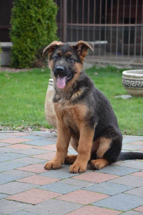 Цуценята німецької вівчарки