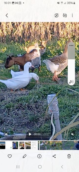 Vende- se pato branco ou preto