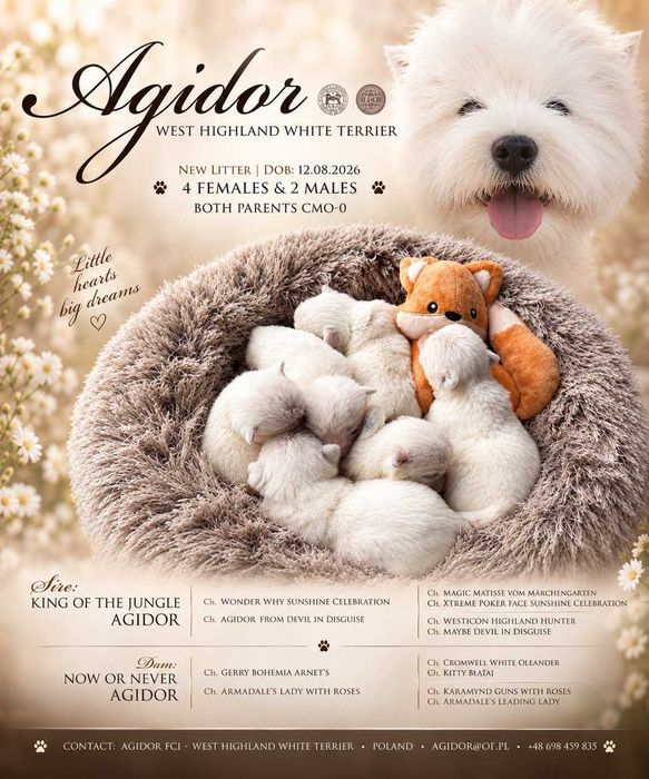 West Highland White Terrier - Szczenię piesek ZKwP FCI
