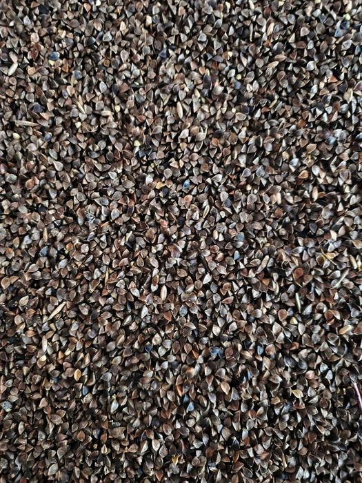 Gryka zbiór 2025, nie sypana, nie pryskana