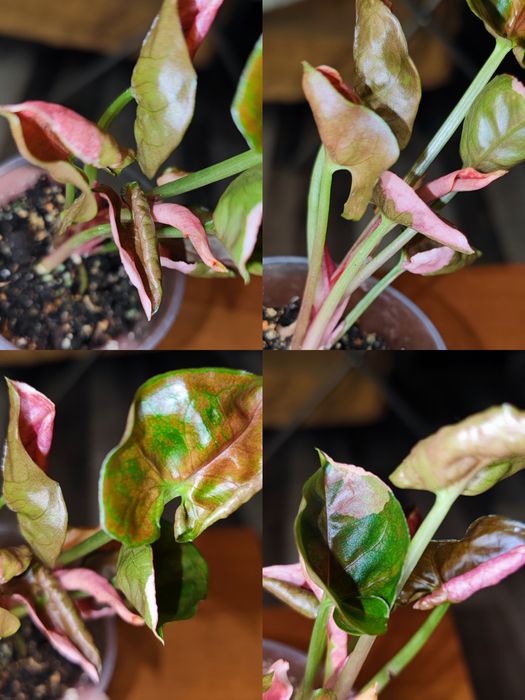 Кімнатна рослина Сингоніум Strawberry Ice Galaxy Тайланд variegated