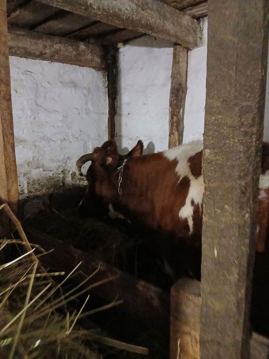 Продам високопродуктивну корову