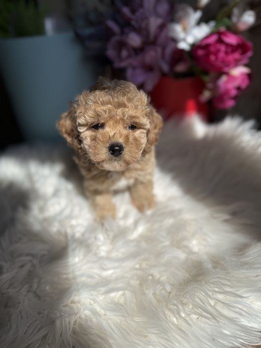 Дуже красиві цуцики мальтипу