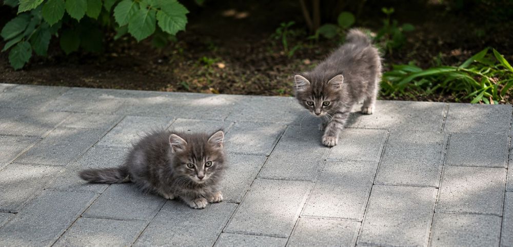 2 кошенят (хлопці) (безкоштовно)