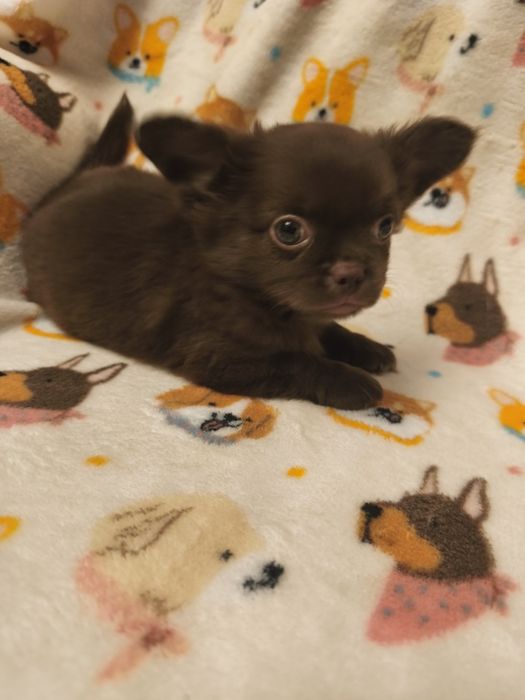 Chihuahua  qualidade excelente menino